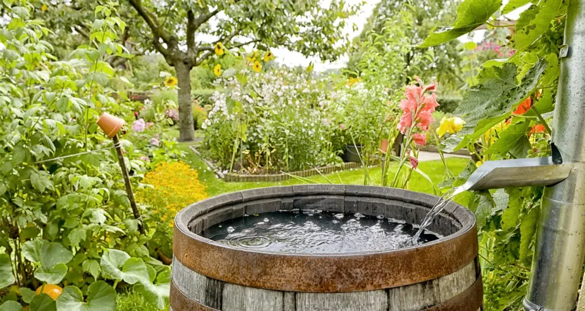 Rainwater